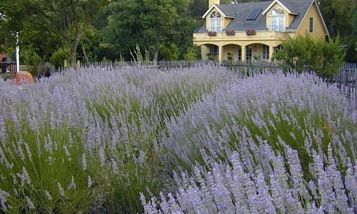 Glen Ellen House | Le Jardin - A Glen Ellen Retreat - Rent one or two cottages for the stay 4-6 P