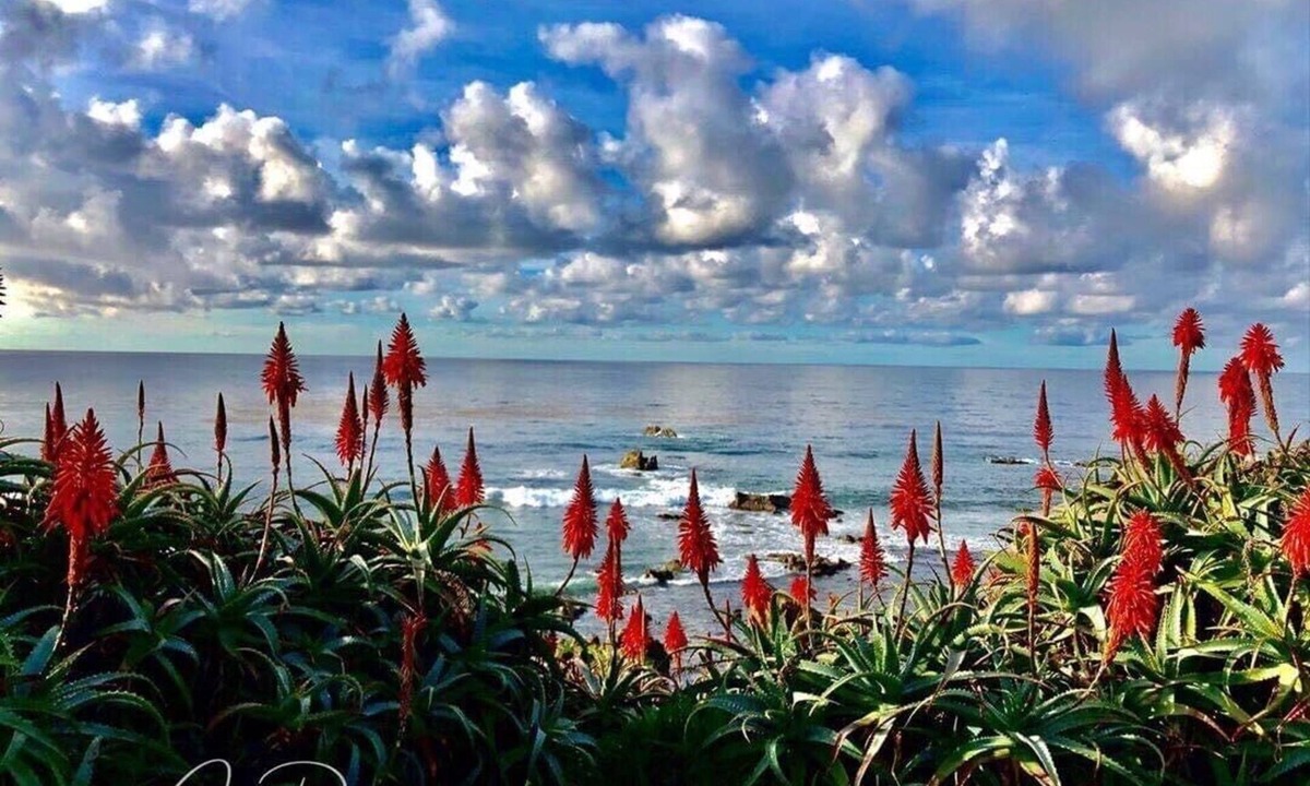 South Laguna Condo | Luxury Laguna Beach Cottage 2024 Early Booking Discount