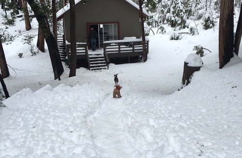 Idyllwild Cabin | Cozy cabin in the woods - Close to the arts/music & village, Pet friendly, Wifi