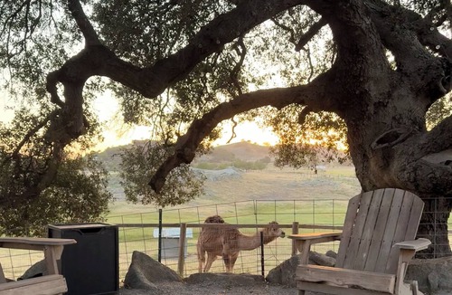 Ramona Apartment | Cozy one bedroom apartment with 360 degree views on our unique camel farm