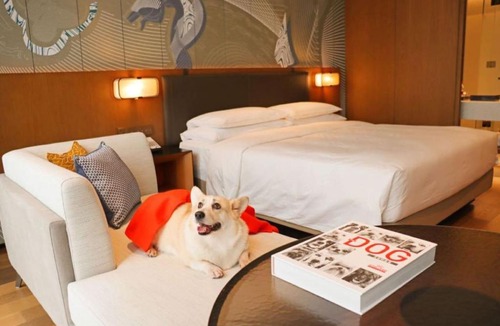 Gaoxin Hotel | Hyatt Centric Gaoxin Xi'An