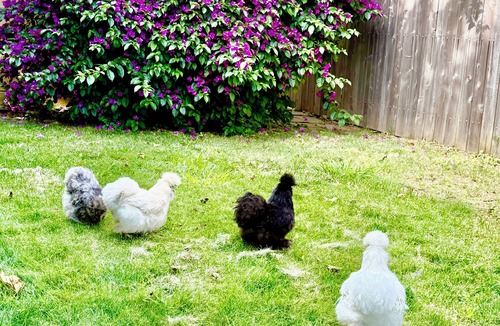 Southeastern Sacramento House | Midtown Retreat, Spacious, Silkie Petting Zoo, WiFi, 5 Star