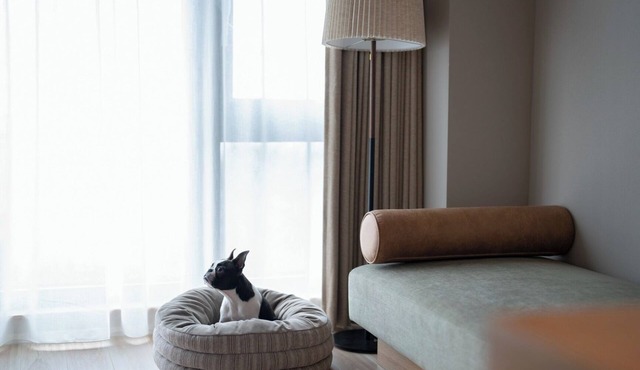 Dog room with ocean view Dinner and breakfast fe/Ashigarashimo-gun Kanagawa in Ashigarashimo-gun