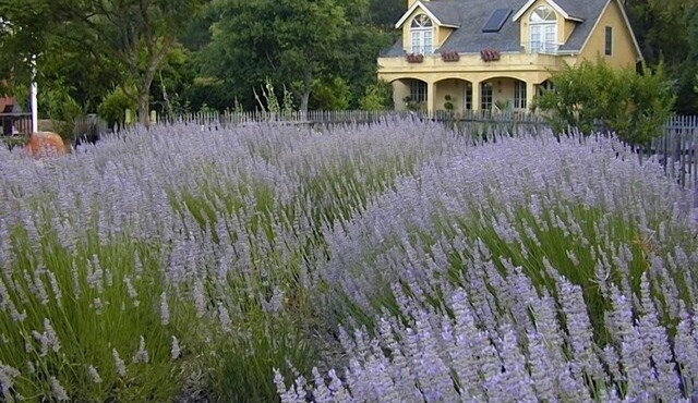 Le Jardin - A Glen Ellen Retreat - Rent one or two cottages for the stay 4-6 P