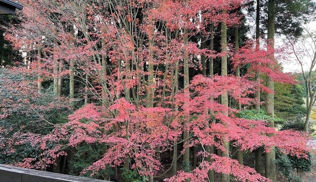 Limited to 1 group per day Reserve a spacious vi - Miraisou /Kirishima Kagoshima