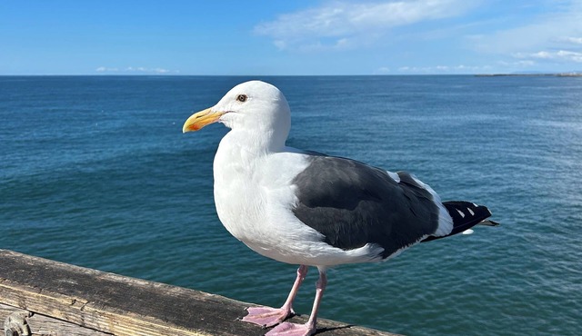 Stunning Pet Friendly, Ca. coastal, Spanish home, 3 bdrm, 2.5 bath.