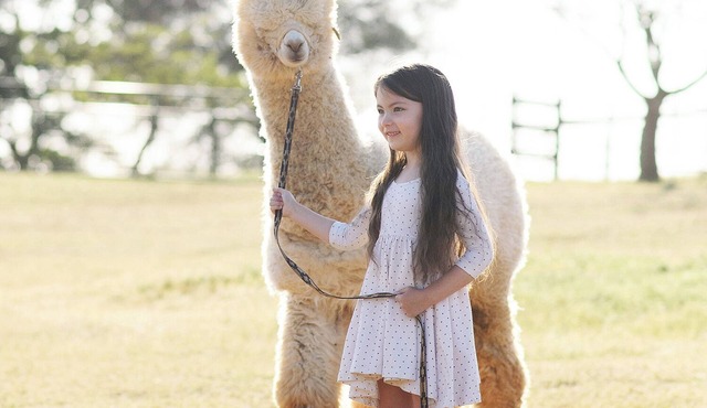 Unique Experience and Stay on a Working Alpaca Ranch.