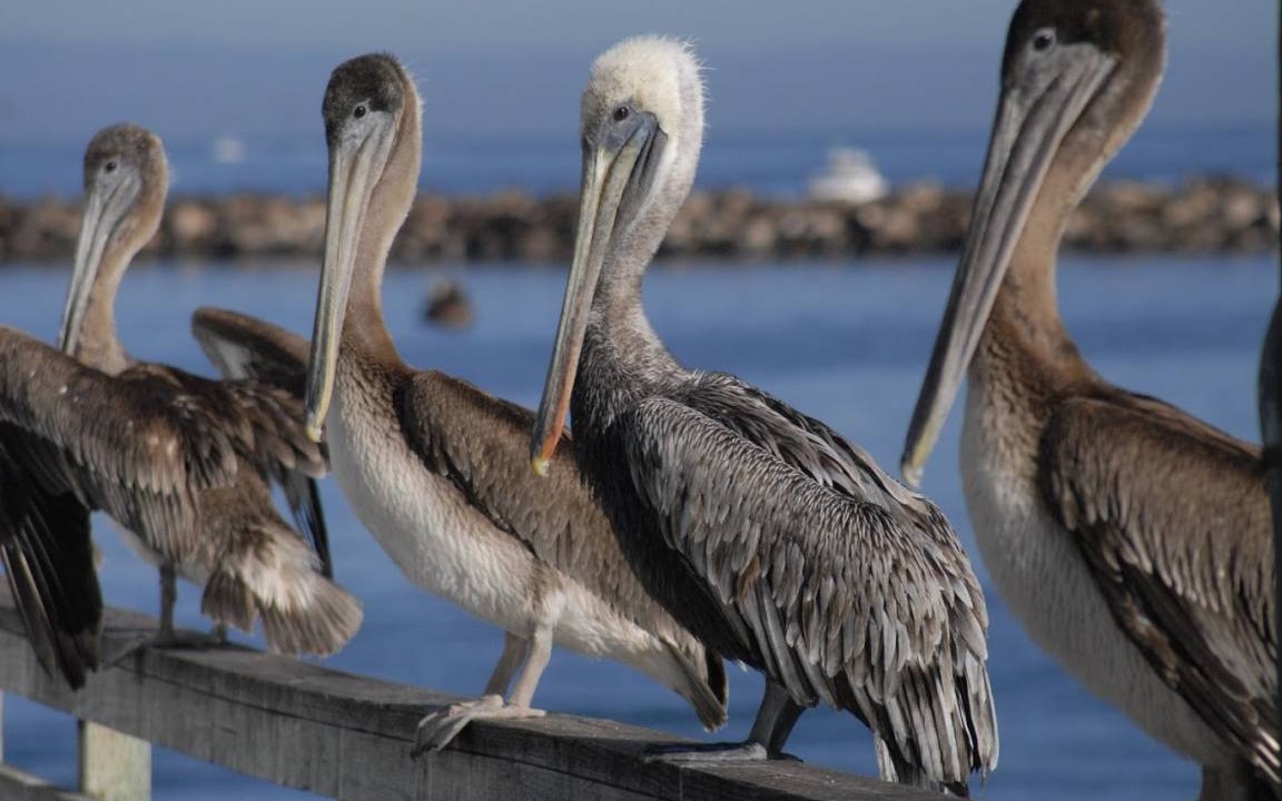 Photo of Others in Carmel Riviera