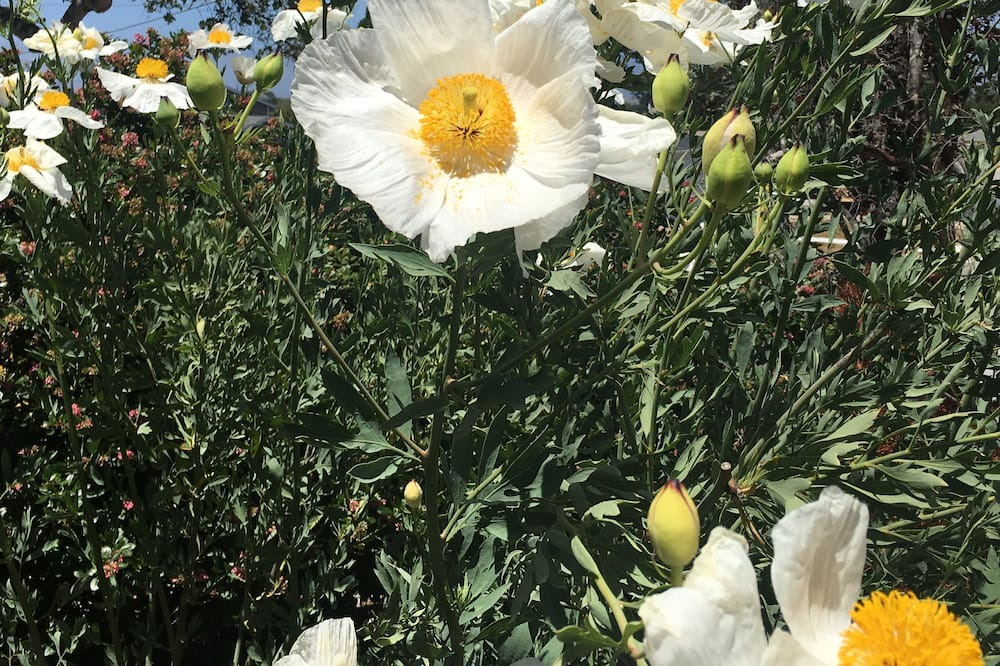 Photo of Others in Del Rey Oaks