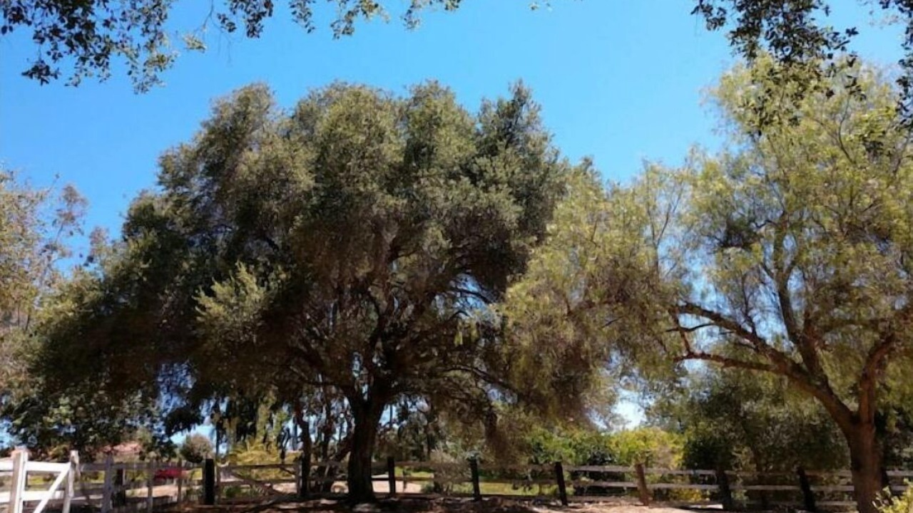 Photo of Outdoor in Fallbrook