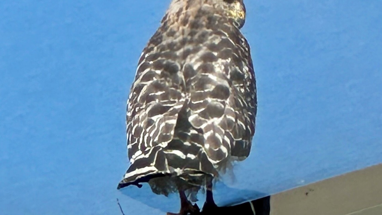 Photo of Others in Windsor Palms