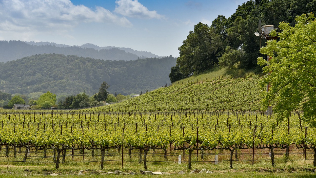 Photo of Others in Yountville