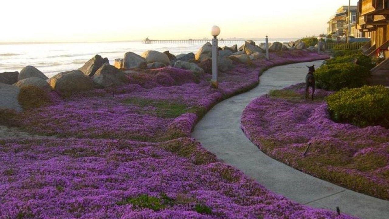 Photo of Outdoor in Imperial Beach