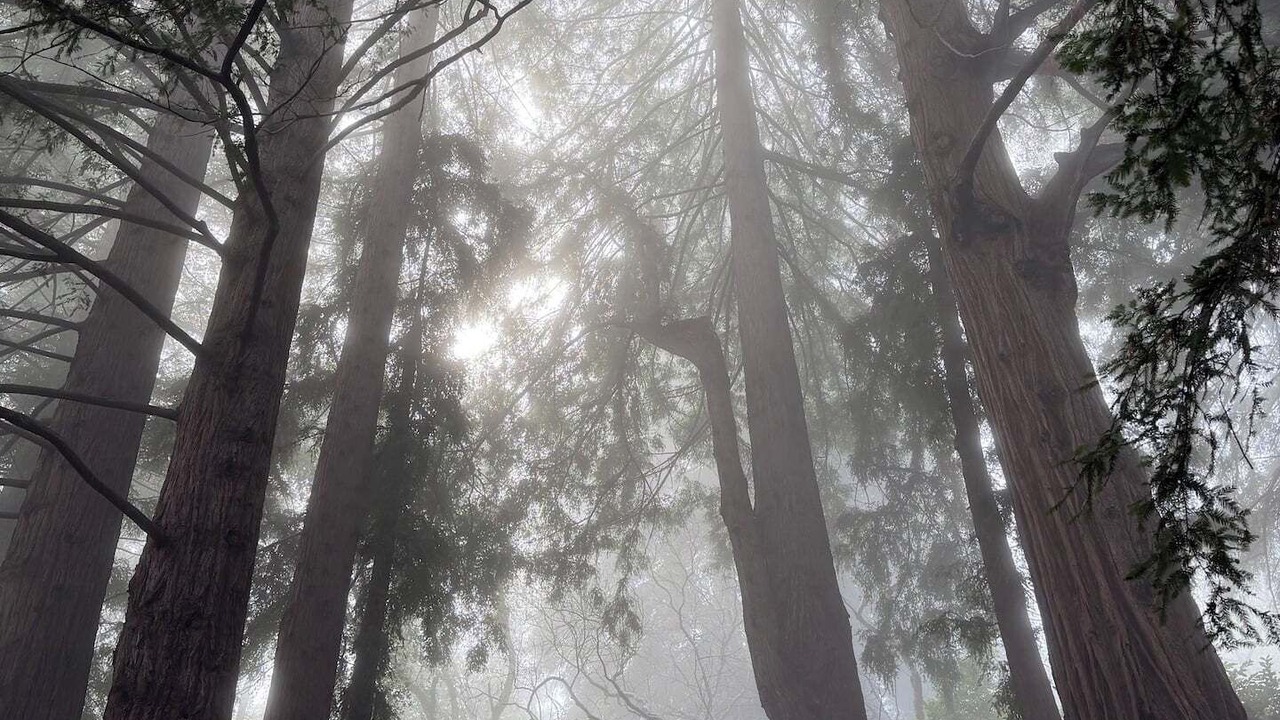 Photo of Others in Woodside