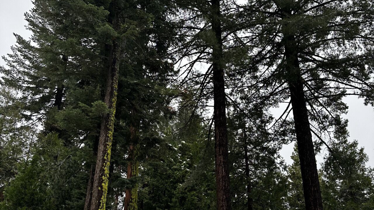 Photo of Others in Yosemite West
