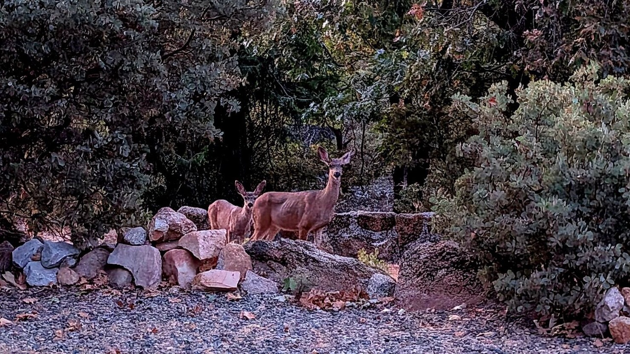 Photo of Others in Cascadel Woods