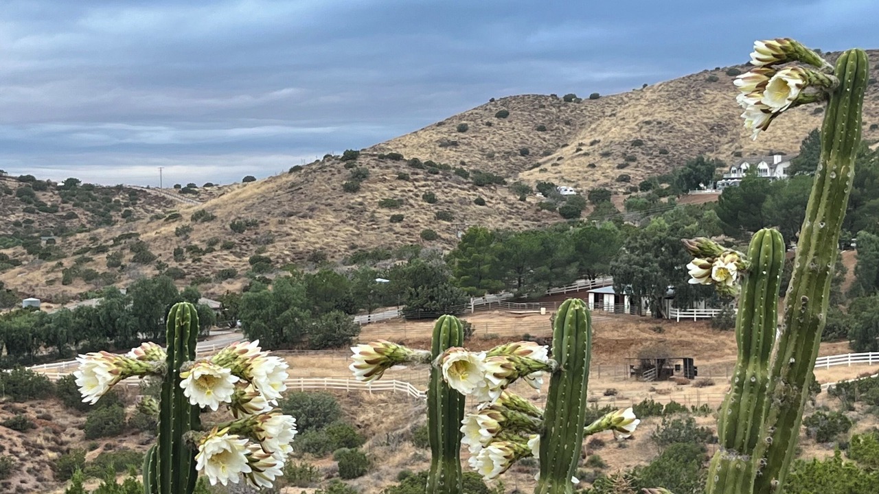 Photo of Others in Agua Dulce