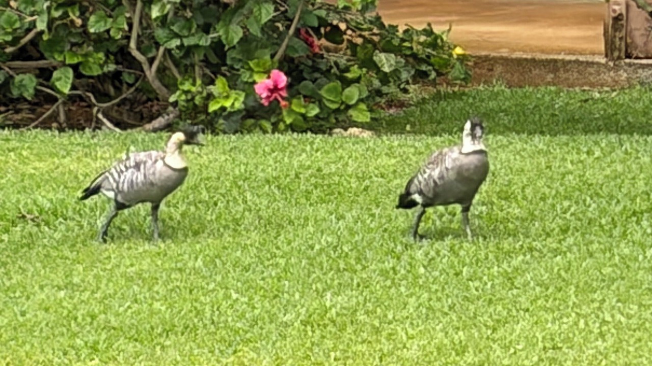 Photo of Outdoor in Lake Buena Vista
