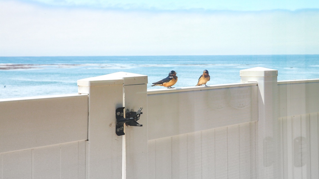 Photo of Others in San Simeon